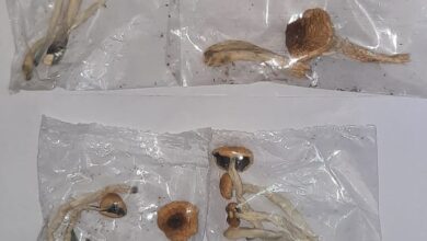Photo of Secuestraron hongos alucinógenos en Las Heras