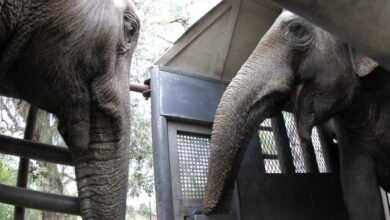 Photo of Pocha y Guillermina llegaron al Santuario de Elefantes en Brasil
