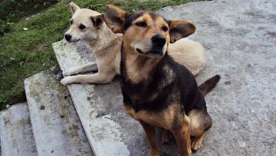 Photo of Conocé “Campito refugio”, una plataforma digital para adoptar perritos